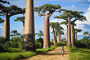 Baobab Alley - GoodKarma Schmuck