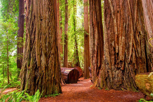 Jedediah Redwood