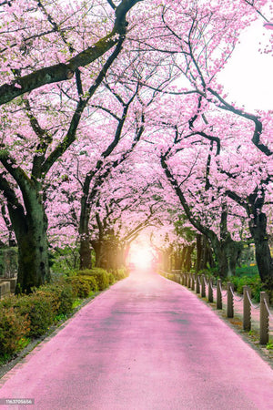 Sakura