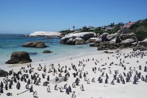 Boulder Beach