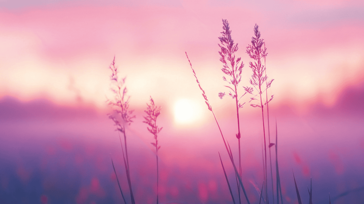 Rose Morning – Bild 2